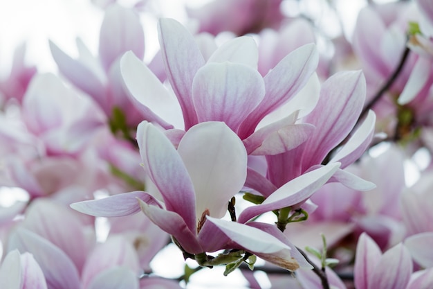 bunga magnolia
