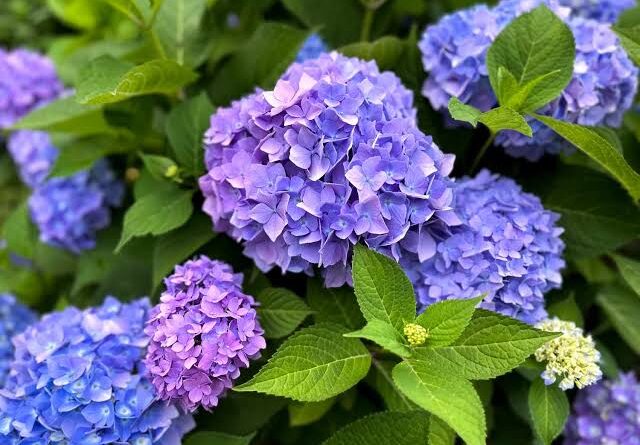 hydrangea